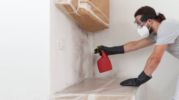 Professional Black Mold Remediation technician working in Woodville, VA