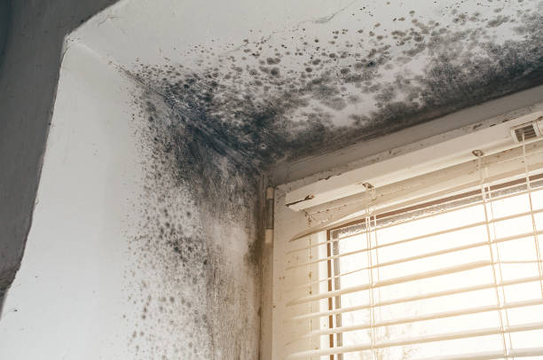 Affordable Black Mold Remediation solutions in Woodville, VA